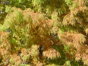 Bald cypress, fall color